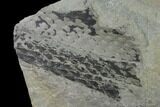 Pennsylvanian Fossil Scale Tree (Lepidodendron) Plate - Kentucky #136827-1